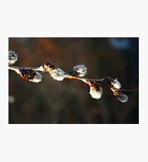 Pussy Willow Photographic Print