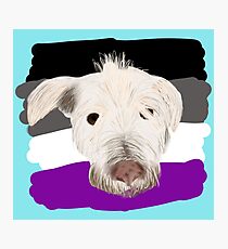 Pride Pets- Max Photographic Print