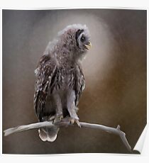 Young Barred Owl Perches on a Branch.Digital painting. Poster