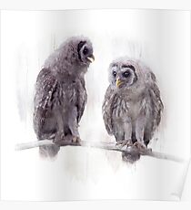 Young Barred Owls Perched on a Branch,Watercolor painting Poster
