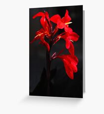 All Around Red Greeting Card