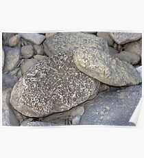 Fossils Poster