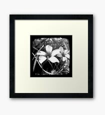 Oxalis - Through The Viewfinder Framed Print
