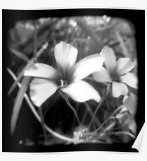 Oxalis - Through The Viewfinder Poster