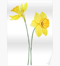 yellow daffodils watercolor painting Poster
