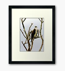 Osprey in naked tree Framed Print