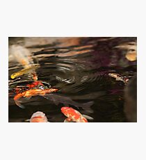 A KOI KOI Photographic Print