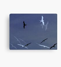 Birds Of Pedasi, In The Dry Arc Of Panama Canvas Print