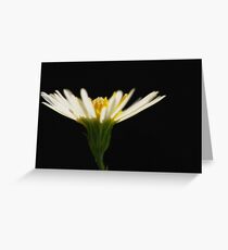 Aster Greeting Card