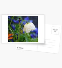 White Lace: Postcards