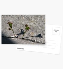 Here we are! Postcards