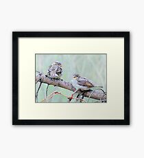 Sparrow fledglings Framed Print