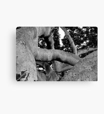 Hawaiian Limbs Canvas Print