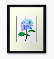blaue lila Hortensie Gerahmtes Wandbild