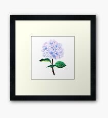 blaue lila rosa Hortensie Gerahmtes Wandbild
