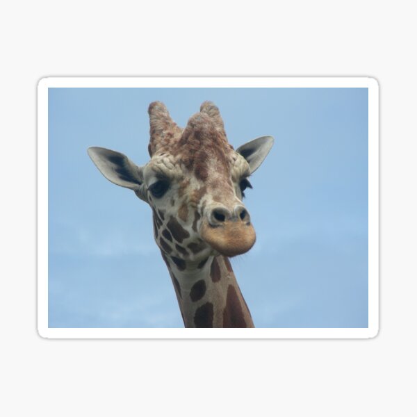 Giraffes 011 Sticker
