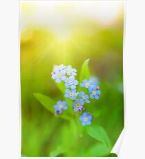 Unique blue forget-me-not flowers close up Poster