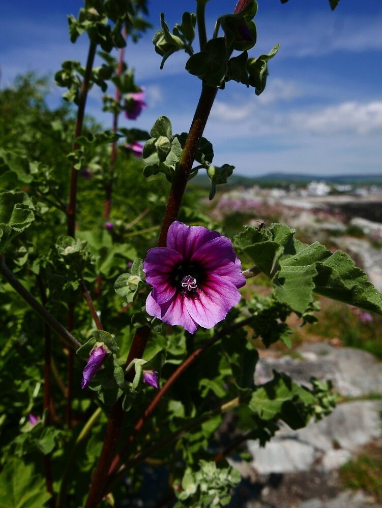 Common Tree Mallow (Lavatera arborea) by IOMWildFlowers
