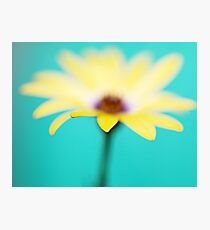Yellow African Daisy on Brilliant Green Photographic Print