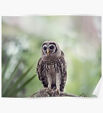 Young Barred Owl Perches on a Branch Poster