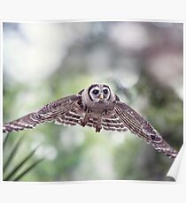 Young Barred Owl flying in Florida woods Poster