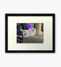 Casper, The Friendly "Ghost" Kitty Framed Print