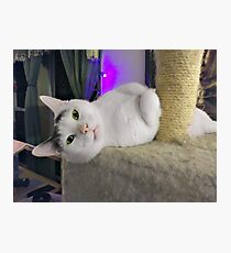 Casper, The Friendly "Ghost" Kitty Photographic Print