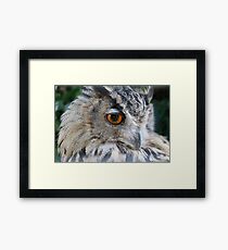 Owl Framed Print