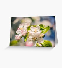 Apple blossoms over blurred nature background Greeting Card