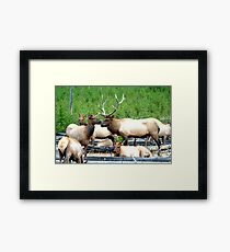 Annual Fall Rendezvous by Rob Pitzer Framed Print