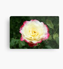 Two-tone Rose Metal Print