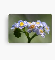 Forget-Me-Not with Tears Metal Print