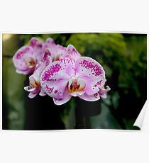 Nature Poster