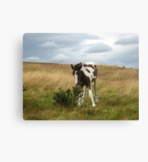 Little Ted Canvas Print