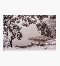 Snow Gum Photographic Print