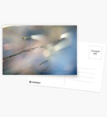 WINDY SHEOAK © Vicki Ferrari Photography Postcards