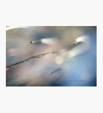 WINDY SHEOAK © Vicki Ferrari Photography Photographic Print