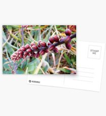 Untitled Postcards