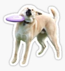 Frisbee Dog Sticker