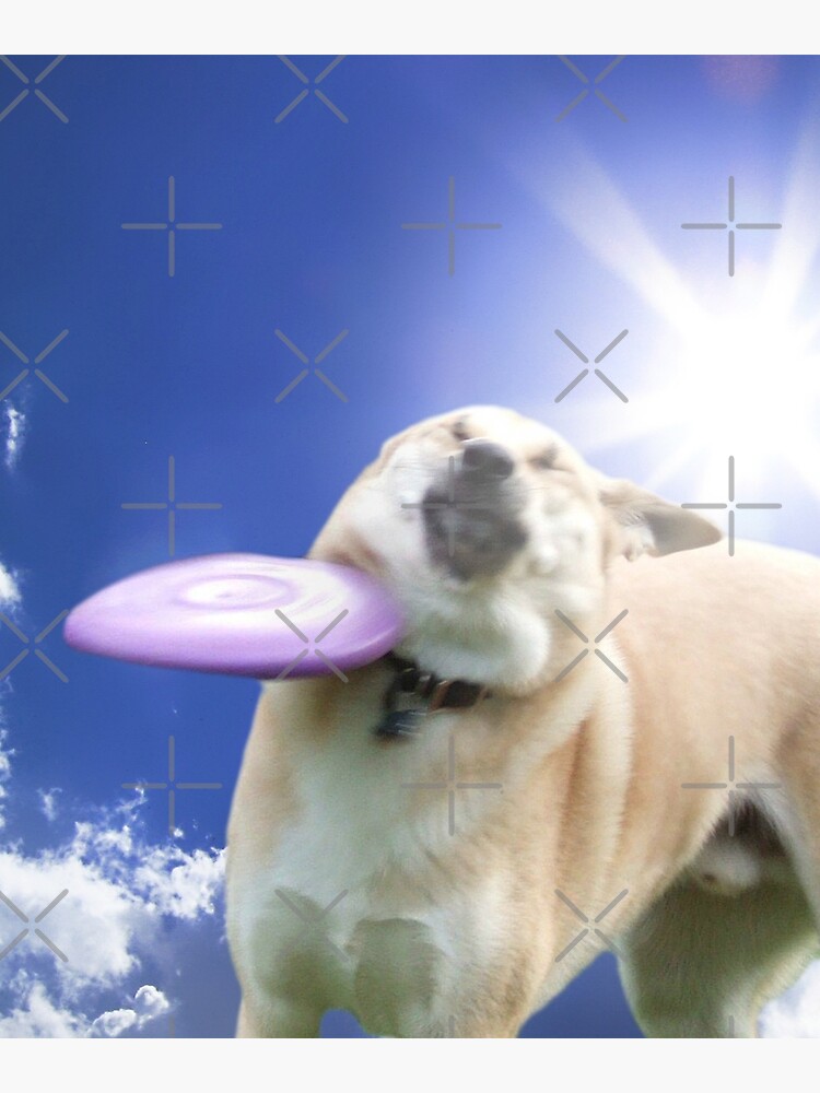Frisbee Dog, Doggo #4 by Elisecv