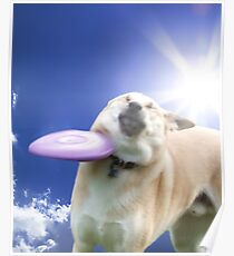 Frisbee Dog, Doggo #4 Poster