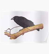 Hugin- raven Poster