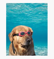 Lámina fotográfica Perro nadador
