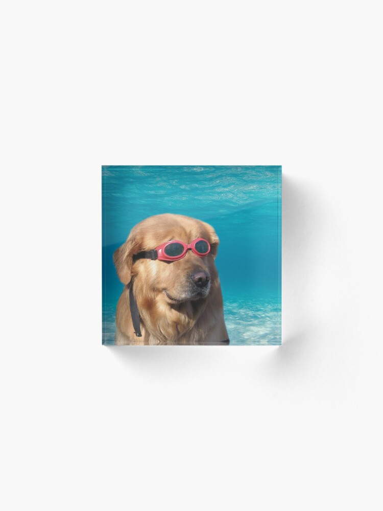Alternate view of Swimmer Dog Acrylic Block