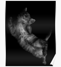 Dexter dreams Poster