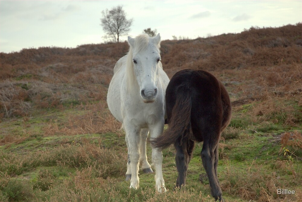 "Dartmoor ponies in Norfolk" by Billlee Redbubble