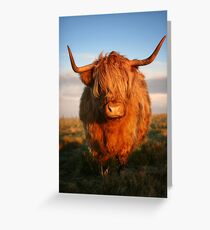 Highland Cow Greeting Card