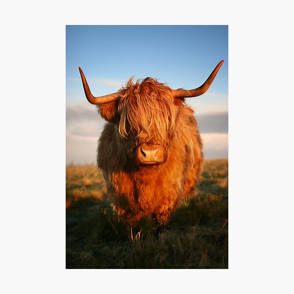 Highland Cow Fotodruck