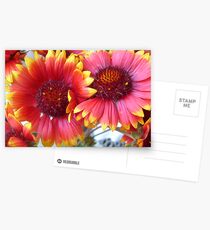 Gaillardia grandiflora Postkarten