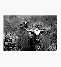 Eye See You Photographic Print